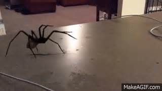 Jump Scare Spider Gif