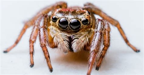 Jump Scare Spiders