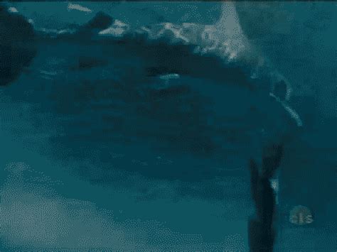 Jump The Shark Gif