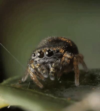 Jumping Spider Gif Cute