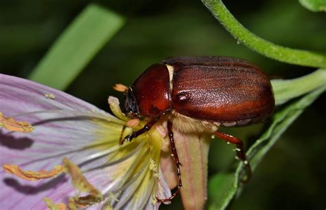 June Bug Image