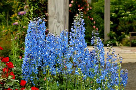 June July Flowering Perennials Table