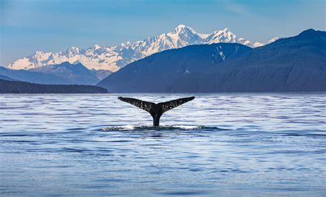 Juneau Whale Watching Cruise Review: Is it worth it?