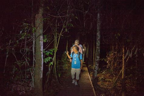 Jungle Walk Night