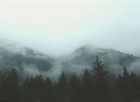 Kabut