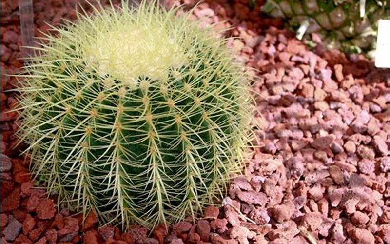 Kaktus Echinocactus Grusonii