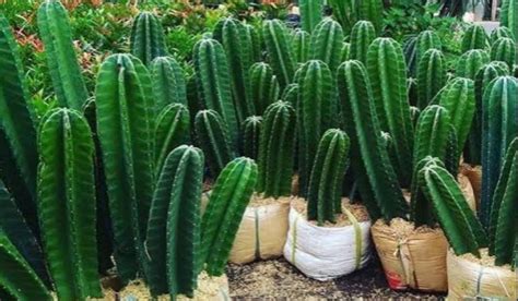 Tanaman Kaktus Koboi