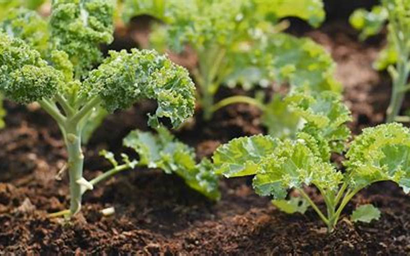 Kale And Companion Plants