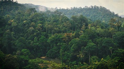 Wilayah Kalimantan: Surganya Hutan Hujan Tropis di Indonesia
