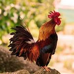 Kalimat Sapaan Ayam Jantan Indonesia