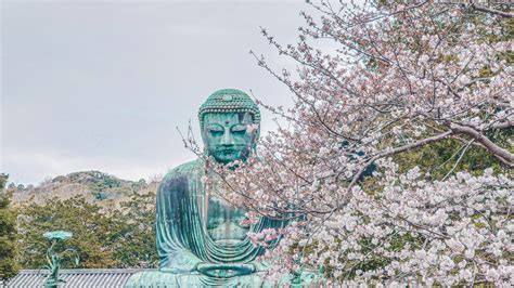 Kamakura preparation