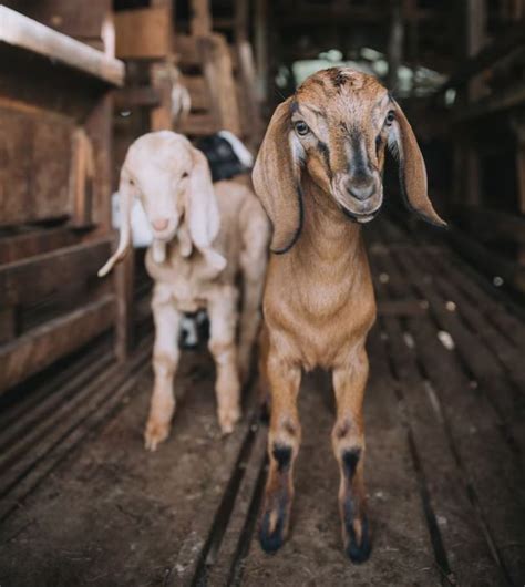 Kambing Aqiqah - Apa Itu dan Berapa Harganya?