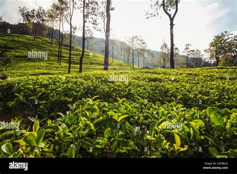 Kandy Sri Lanka tea fields