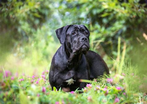 39 best Kane Korso images on Pinterest Cane corso dog, Cane corso