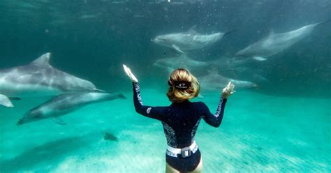 Kangaroo Island dolphins