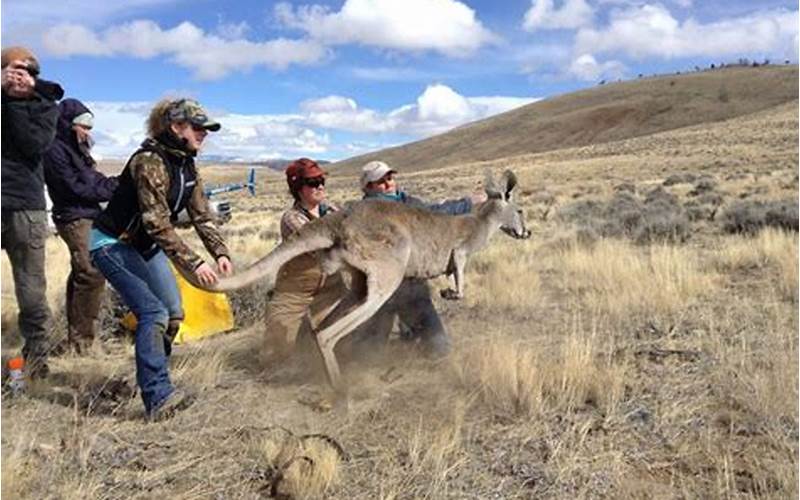Kangaroos Released in Wyoming