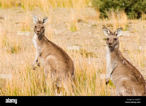Kangaroos Wilson Promontory
