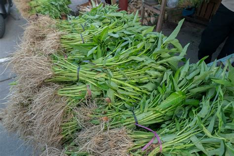 Kangkung