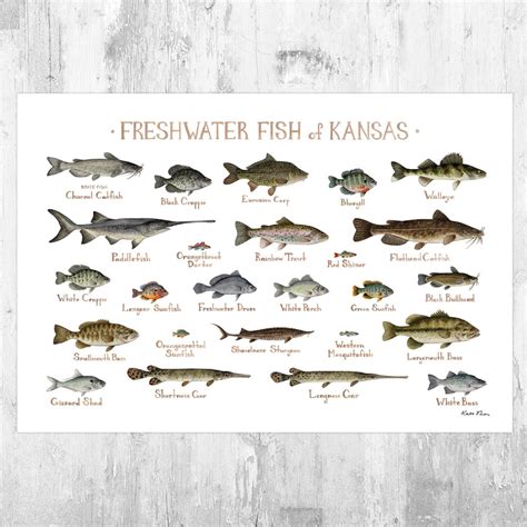 The Ultimate Guide to Kansas Angling: Explore the Thrills of Fishing and Game in the Sunflower State!