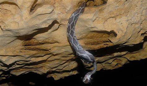 Kantemo Cave Snakes