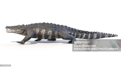 Conservation Lessons from Kaprosuchus