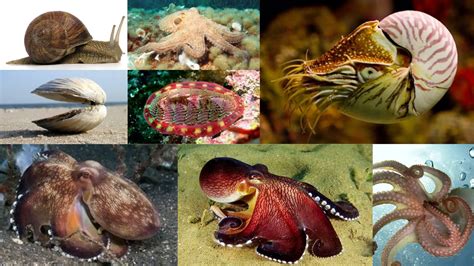 Karakteristik Mollusca