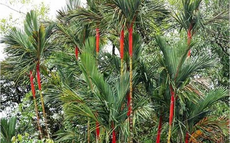 Karakteristik Pohon Palm Merah