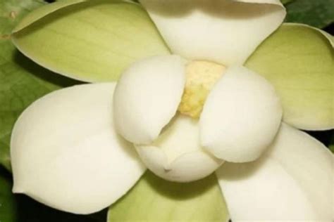 Kisah Sukses Beternak Bunga Daun Putih di Indonesia