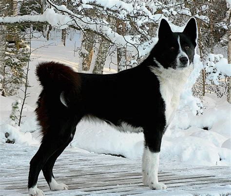 Karelian Bear Dogs are bred to fight off bears where needed Dogs
