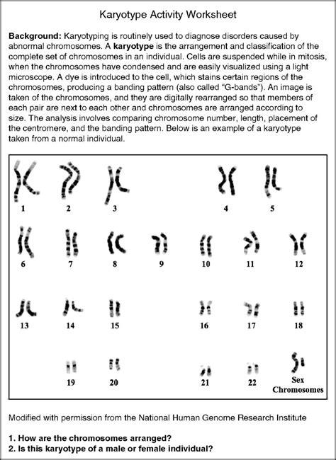 Karyotype Activity Worksheet