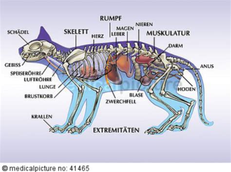 Katzenanatomie