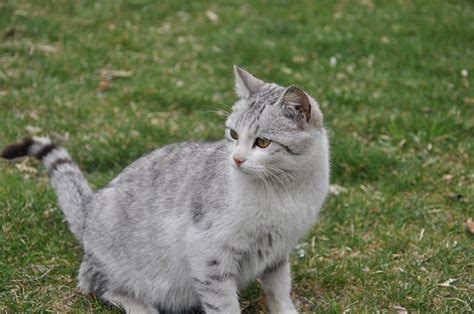 Katzenbilder