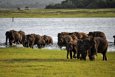 Kaudulla Elephant Gathering