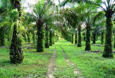 Kawasan Tanah Perkebunan