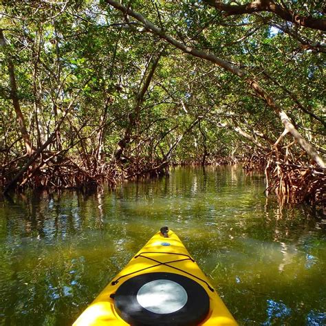 Kayak through Mangroves