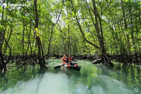 Kayaking Bintan mangrove