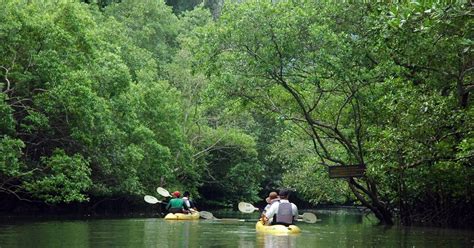 Kayaking Mangroves Caves