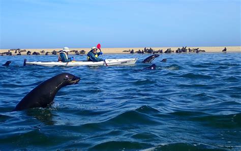 Kayaking with Seals Walvis Bay