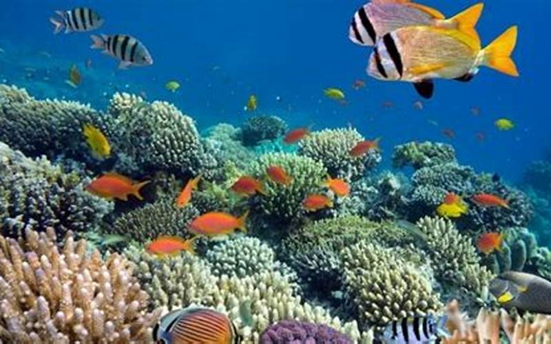 Keanekaragaman Hayati Di Perairan Laut