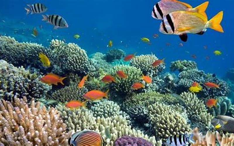 Keanekaragaman Hayati Laut