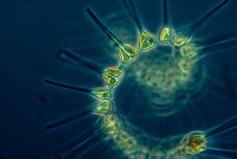 Keberadaan Fitoplankton