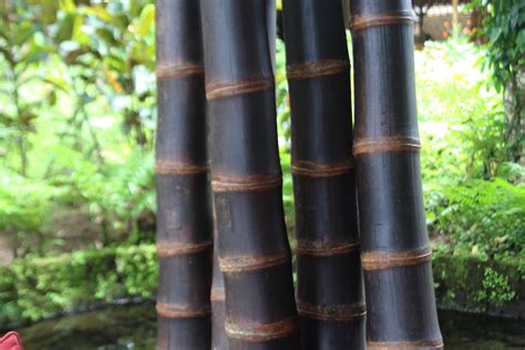 Keberlanjutan-bambu-hitam