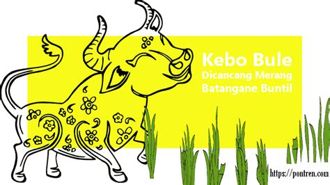 Kebo Bule Dicancang Merang
