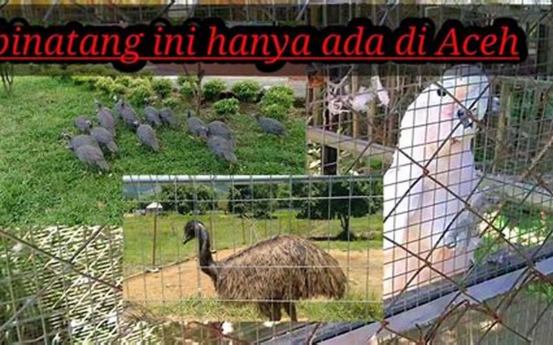 Kebun Binatang Aceh Pidie