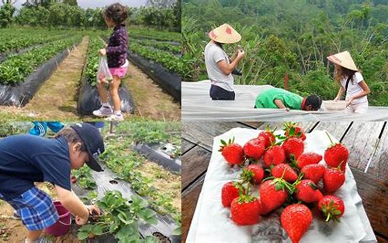 Kebun Strawberry: Tempat Yang Menyajikan Pengalaman Berbeda