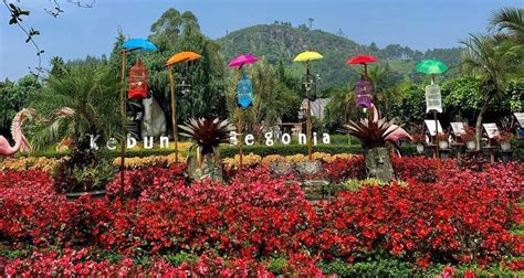 Kebun Begonia