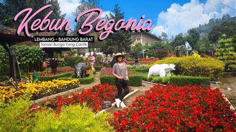 Kebun Begonia Lembang Bandung