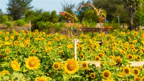 Kebun Bunga Matahari Wates