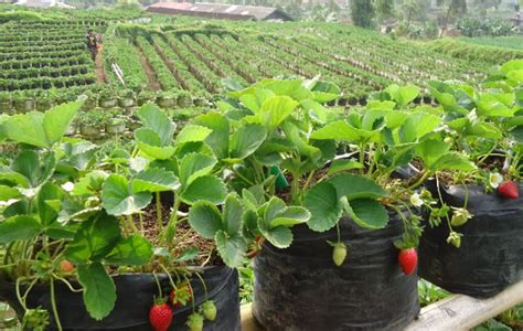 Kebun Strawberry Bandungan