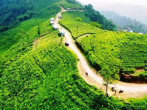 Kebun Teh Kemuning